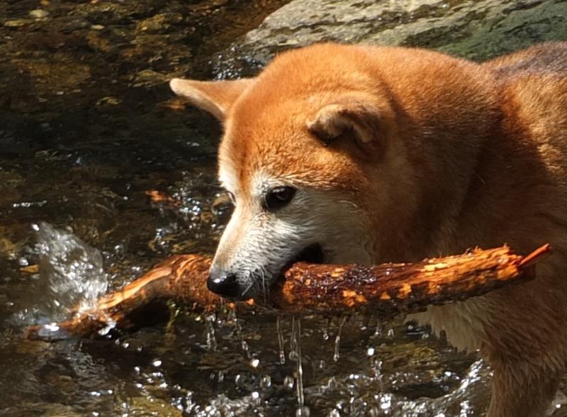 Ossie, Shiba Inu